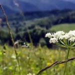 Brahmi – zioło ajurwedyjskie wspierające układ nerwowy